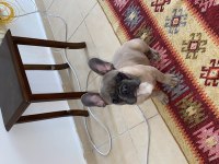 4 Aylık French Bulldog