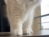 Erkek british longhair bebek