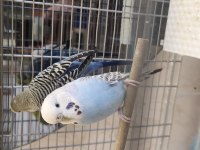10 Aylık Kızgın Dişi Muhabbet Kuşu