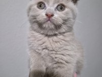 Scottish fold lilac fawn