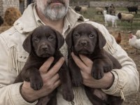 Labrador redriever sevimli yavrular