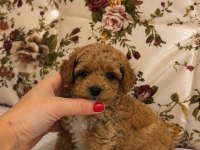 MALTİPOO DİŞİ BİBLO YAVRUMUZ