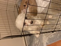 Maltese terrier köpeği