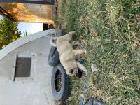 Mükemmel ANATOMİ KANGAL