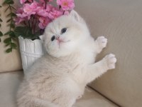 SAFKAN BRİTİSH ÇİKOLATA GOLDEN