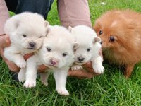 SPİTZ KÖPEKLER (POMERANİAN SPİTZ)