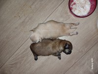 Pomeranian yavrularımız