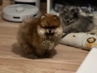 Antalya pomeranian boo