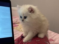 British longhair ve shorthair yavrularımız
