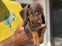 Petmode köpek çiftliğinden dachshund yavrumuz