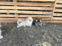 Minik pati pomeranian yavrularımız