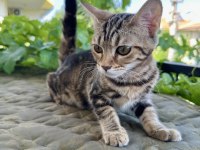 Charcol Bengal Kedisi Dişi