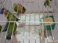 Evcil sevda papağanımız