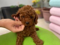 TOY POODLE 3 AYLIK YAVRULAR