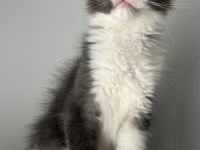 MAVİ GÖZLÜ MİNİK DEV PRENS KEDİMİZ HİRO