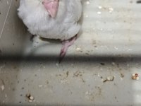 Gökkuşağı turkuaz cep papağanı bebekler