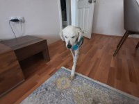 Ankara Eryaman Köpüş Golden Retriever