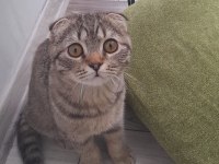 Cins scottish fold eğitimli