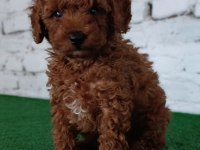 Toy poodle yavrumuz