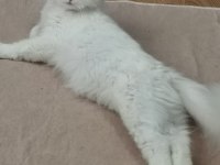KEDİMİZİ SAHİPLENDİRME
