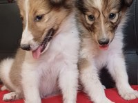 Border collie yavrular