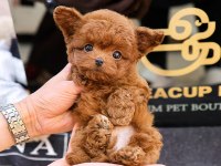 MUKUMMEL KALITEDEKI TOY POODLE YAVRULARIMIZ