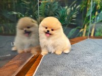 Safkan Teddy Bear Kore Pomeranian Yavrularımız