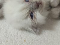 Blue point boncuk gözlü scottish fold