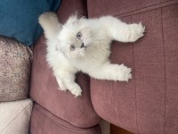 British longhair 5 aylık yavru