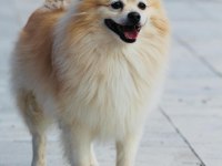 Acil uyguna pomeranian sahiplendirilecektir eşyalarıyla