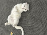 Dişi 1,5 yaşında bakımlı aşıları tam scottish fold