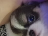 Erkek yavru şivava