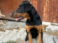 Dişi Doberman