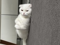 Dişi 1,5 yaşında bakımlı aşıları tam scottish fold