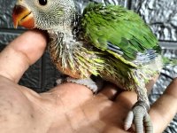 El besleme Pakistan papağanlar