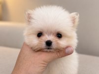 Micro Mini Boy Üst Düzey Biblo Pomeranian Boo