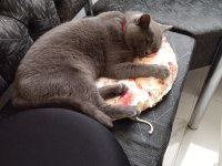Rengi gibi duman british shorthair