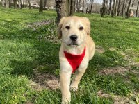 Labrador dora ömürlük yuvasını arıyor