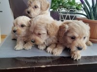 Maltipoo 0 numara köpekler