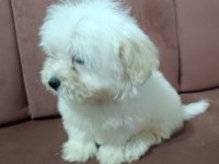 Maltese 5 şivava yavrularımız