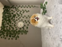 TEDDY FACE POMERANİAN IRKIN EN İYİ VE EN NADİR RENKLERİNDEN