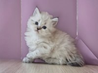 1 AYLIK BRITISH LONGHAIR YAVRULAR