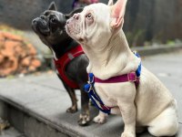 Anatomi Harikası Lilactan platinum French Bulldog