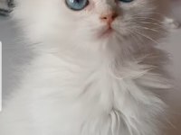 British longhair golden point ve silver