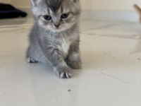 British Shorthair Yavrularımız 2 Aylık