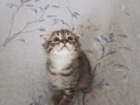Scottish fold yavru 3 aylık erkek