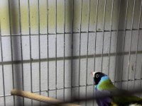 Gouldian finch