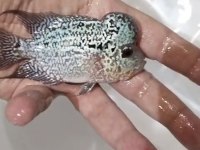 Hobici dostu flowerhorn balıklar