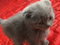 Evden Anne Altından Temiz Yavru Kediler
