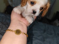 2 aylık safkan cavalier king charles yavrularım